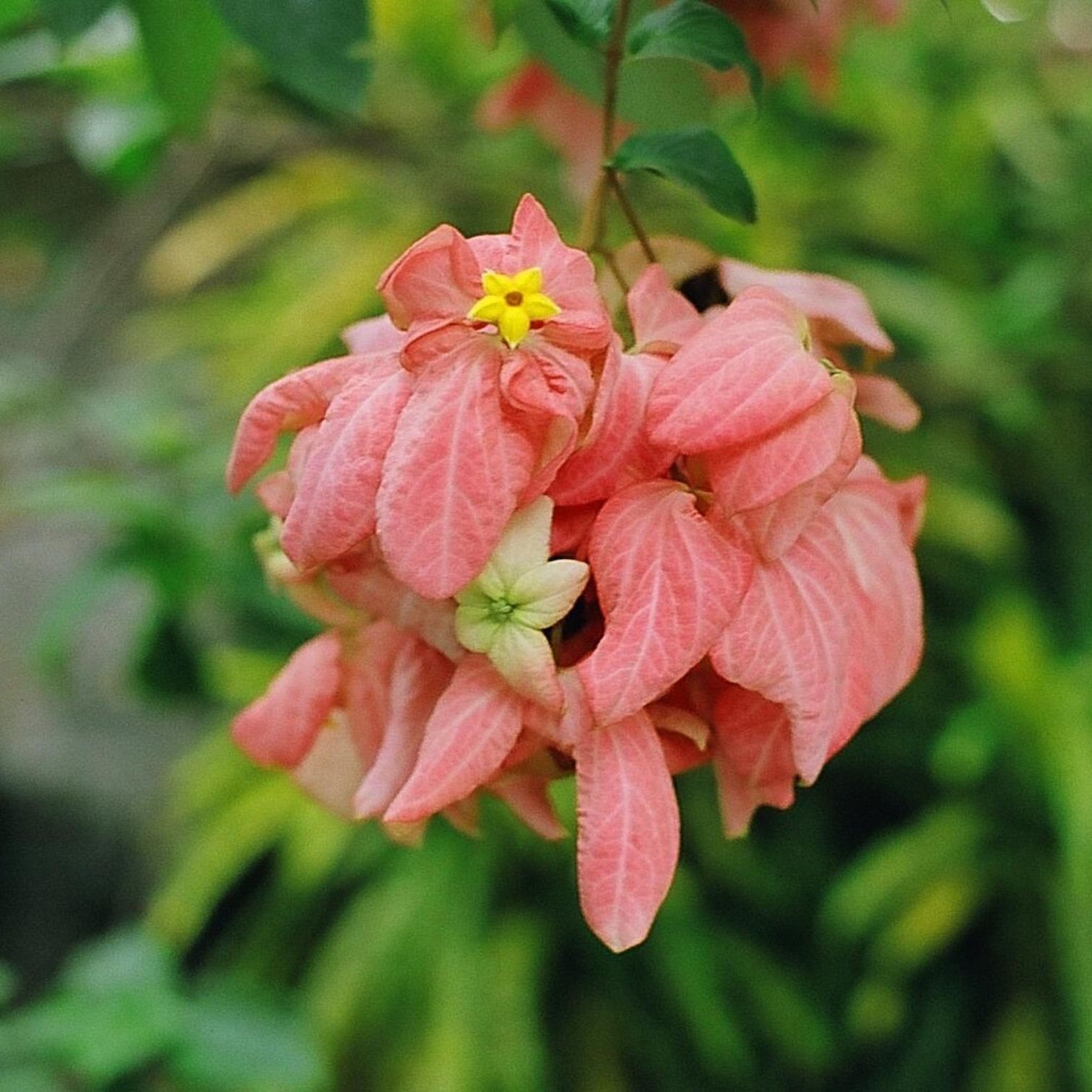 Exotic Pink Mussaenda Flower (Mussaenda philippica) Live Plant.